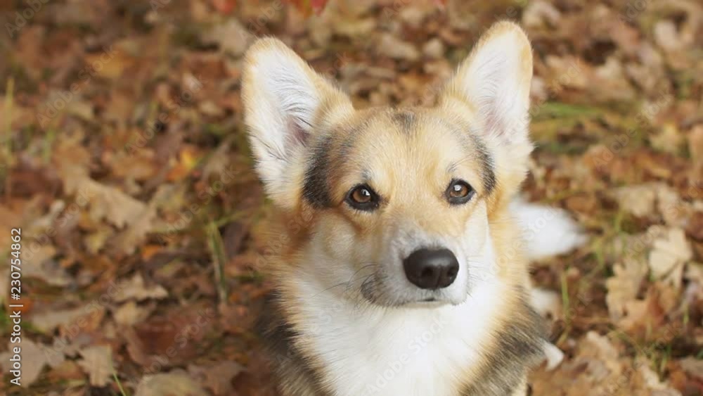 Dog breed Welsh Corgi Pembroke on a walk in a beautiful autumn forest. Dog breed Welsh Corgi Pembroke on a walk in a beautiful autumn forest.