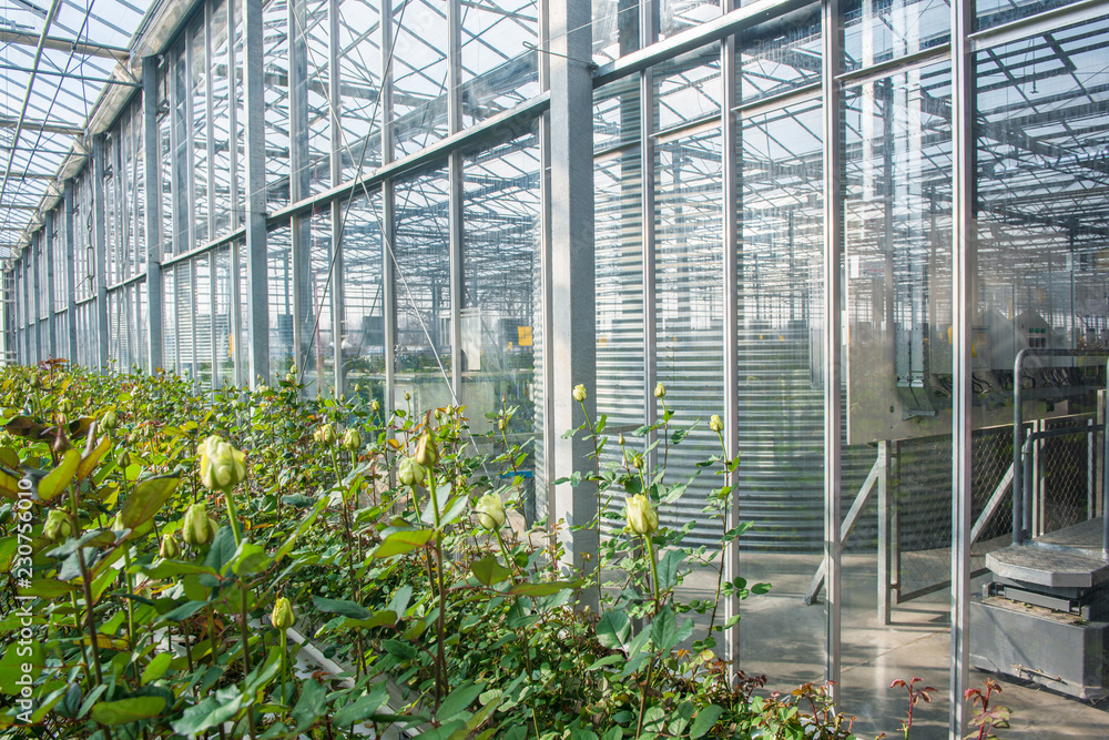 yellow roses in industrial greenhouse with glass wall and roof     