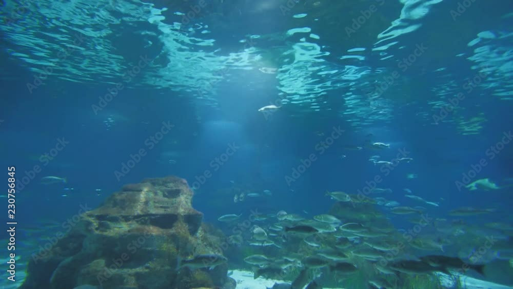 Aquarium with fish and sharks. Aquarium with fish and sharks.