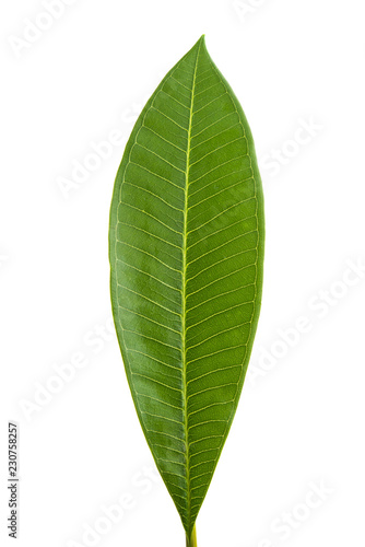 frangipani leaf isolated