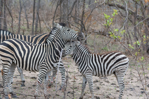 A pair of plains zebra  Equus quagga  in bushland  Sabi Sands  Greater Kruger  South Africa