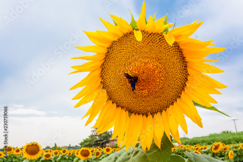 Fototapeta Naklejka Na Ścianę i Meble -  fleur de tournesol 