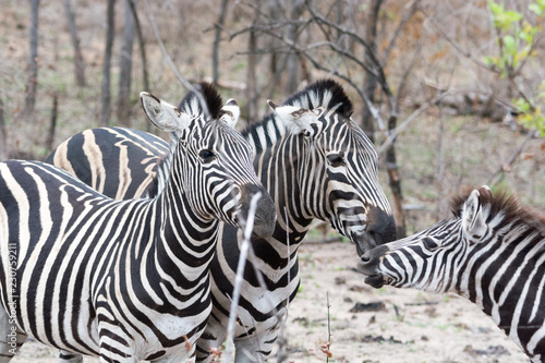 A pair of plains zebra (Equus quagga) in bushland, Sabi Sands, Greater Kruger, South Africa