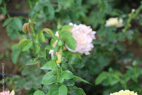 Bush of white roses © David