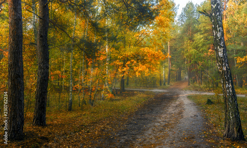walk in the woods. autumn. autumn colors. autumn leaves. beauty. pleasure. © Mykhailo