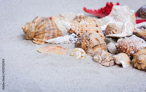 Seashells and red sea stars on the sand. Summer beach background in Thailand with copyspace for text