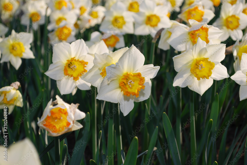 White Daffodils with orange center grown in the flowerbed. Spring time in Netherlands. White Daffodils with orange center grown in the flowerbed. Spring time in Netherlands.