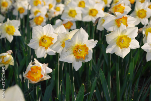 White Daffodils with orange center grown in the flowerbed.  Spring time in Netherlands.