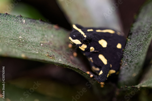 Bumblebee toad sitting in a bromeliad photo