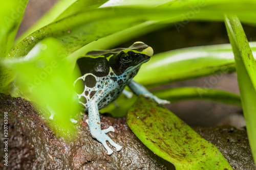 Tinctorius poison dart frog on the rainforest floor photo