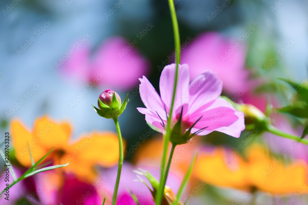 Fototapeta premium colorful cosmos in the garden, Cosmos flower in full bloom, Landscape of nature background.