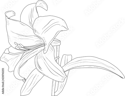 black lily flower single outline isolated on white