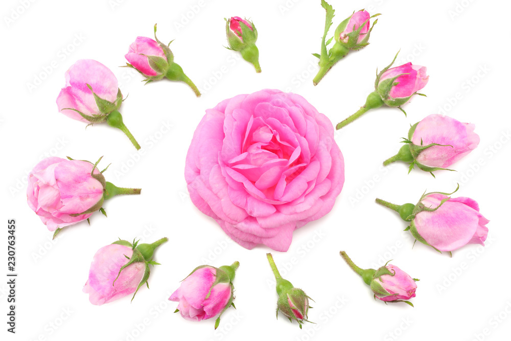 Pink rose flowers isolated on white background. top view Pink rose flowers isolated on white background. top view