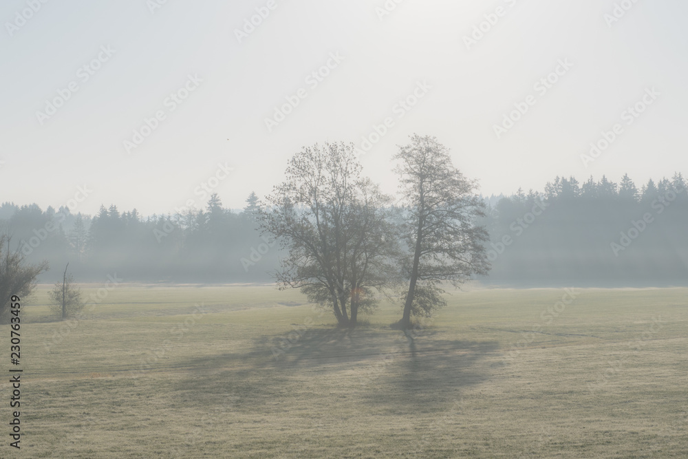 Bäume im Herbstnebel Bäume im Herbstnebel
