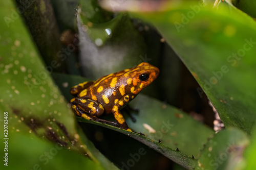 Harleking poison dart frog sitting in a bromeliad