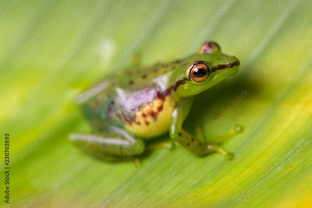 Young reed frog sitting on a big leaf Young reed frog sitting on a big leaf