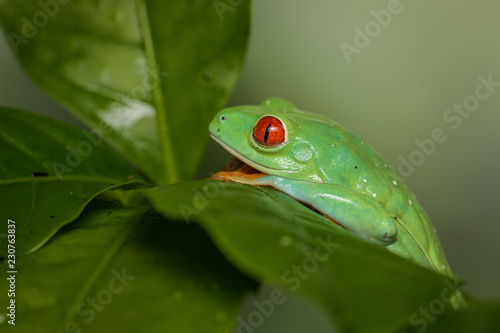 Red eyed tree frog on a coffee plant