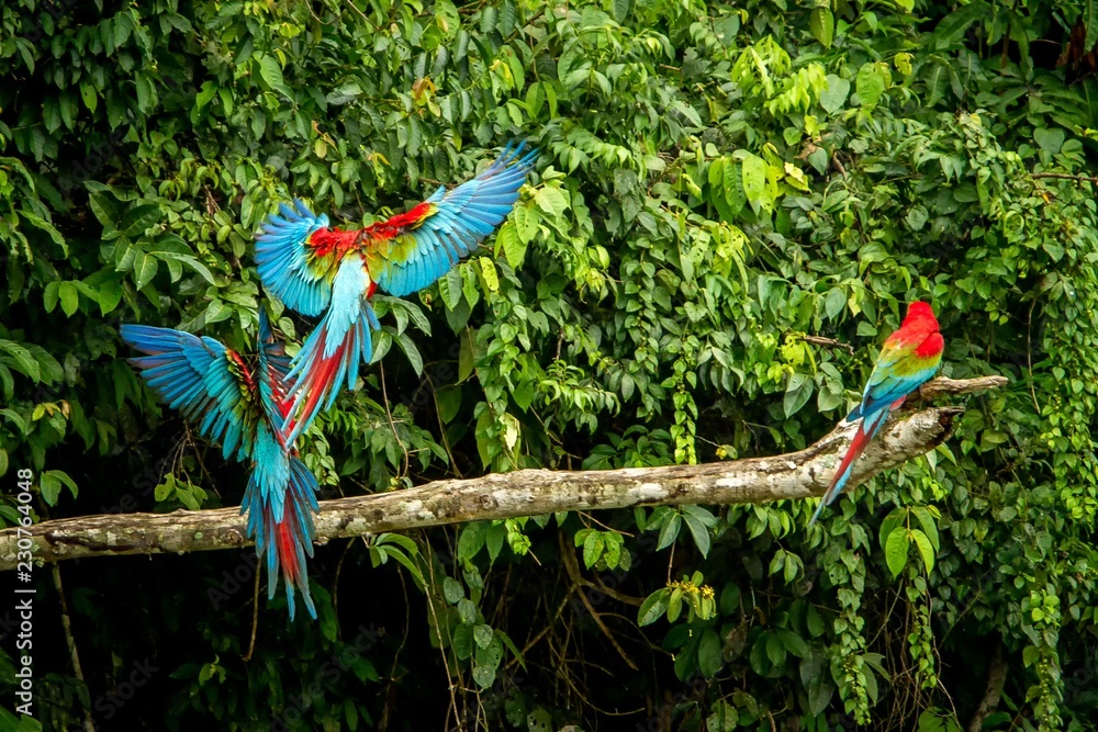 Fototapeta premium Red parrots landing on branch, green vegetation in background. Red and green Macaw in tropical forest, Peru, Wildlife scene from tropical nature. Beautiful bird in the jungle.