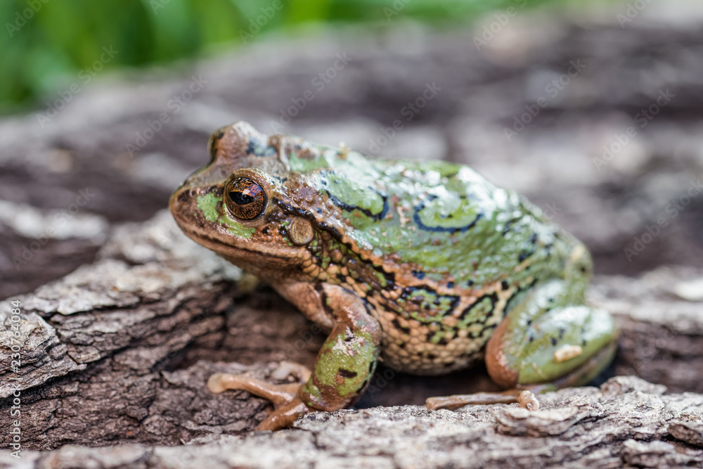 Riobamba marsupial frog on a tree bark Riobamba marsupial frog on a tree bark