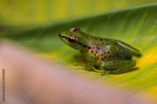 Young reed frog sitting on a big leaf