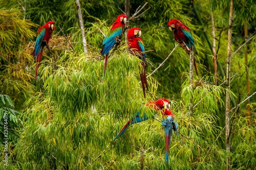 Flock of red parrots sitting on branches. Macaw flying  green vegetation in background. Red and green Macaw in tropical forest  Brazil  Wildlife scene from tropical nature. Birds in the forest.