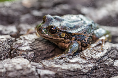 Riobamba marsupial frog on a tree bark