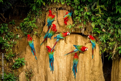 Red parrots on clay lick eating minerals, Red and green Macaw in tropical forest, Brazil, Wildlife scene from tropical nature. Flock of birds on clay brown wall