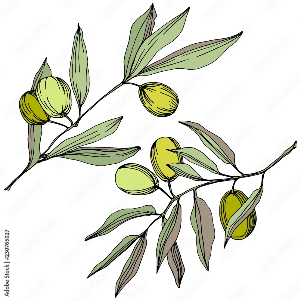 Olive tree in a vector style isolated. Green engraved ink art. Full name of the plant: Branches of an olive tree. Vector olive tree for background, texture, wrapper pattern, frame or border. Olive tree in a vector style isolated. Green engraved ink art. Full name of the plant: Branches of an olive tree. Vector olive tree for background, texture, wrapper pattern, frame or border.