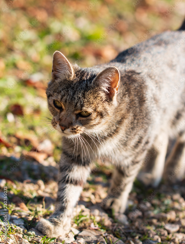 Obraz premium gray cat walking