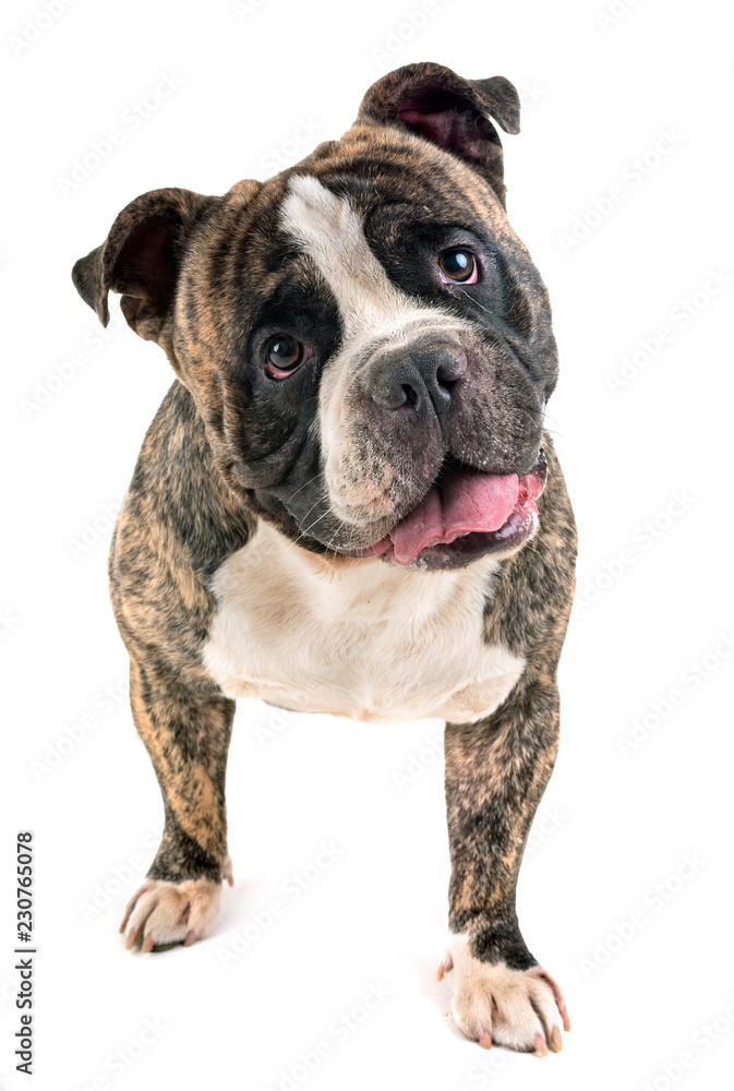 Obraz premium male american bully
