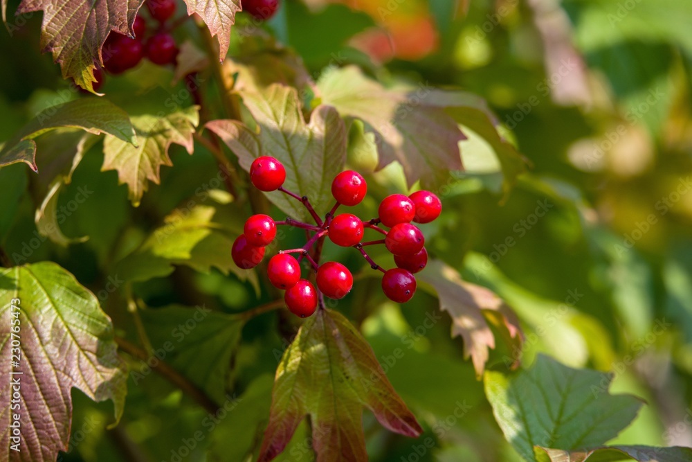 viburnum berries viburnum berries