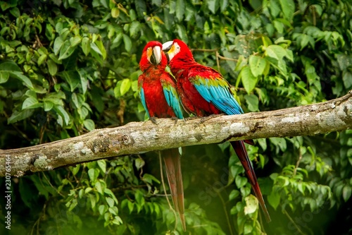 Red parrots grooming each other on branch, green vegetation in background. Red and green Macaw in tropical forest, Brazil, Wildlife scene from tropical nature. Beautiful bird in the jungle.