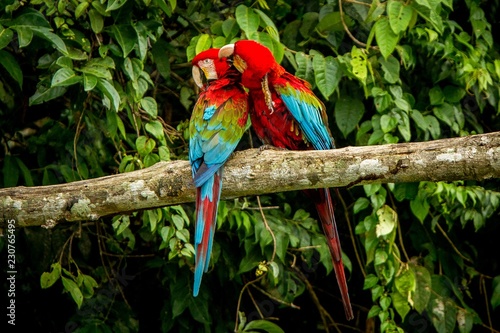 Red parrots grooming each other on branch, green vegetation in background. Red and green Macaw in tropical forest, Brazil, Wildlife scene from tropical nature. Beautiful bird in the jungle.