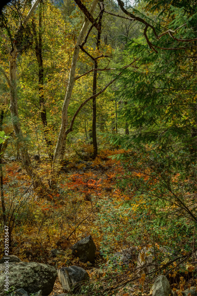 Fall in Sedona