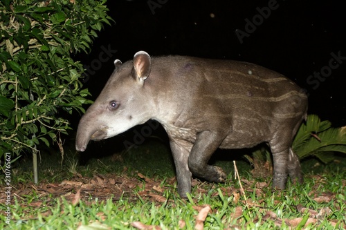 South American tapir  Tapirus terrestris  in natural habitat during night  cute baby animal with stripes  portrait of rare animal from Peru  amazonia  wildlife scene