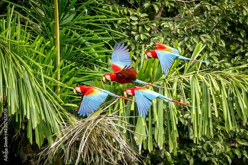 Flock of red parrot in flight. Macaw flying, green vegetation in background. Red and green Macaw in tropical forest, Peru, Wildlife scene from tropical nature. Beautiful bird in the forest. photo