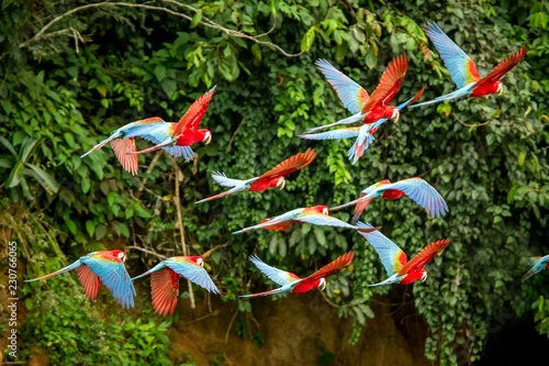 Flock of red parrot in flight. Macaw flying, green vegetation in background. Red and green Macaw in tropical forest, Peru, Wildlife scene from tropical nature. Beautiful bird in the forest.