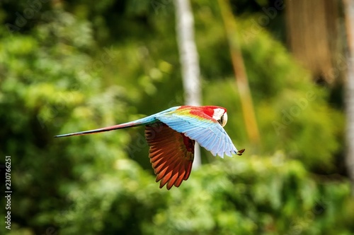 Red parrot in flight. Macaw flying, green vegetation in background. Red and green Macaw in tropical forest, Peru, Wildlife scene from tropical nature. Beautiful bird in the forest.
