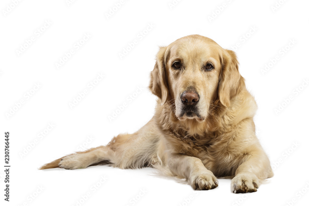 Beautiful Golden Retriever model white background. Dog with captivating and smiling relaxed look in the studio Beautiful Golden Retriever model white background. Dog with captivating and smiling relaxed look in the studio