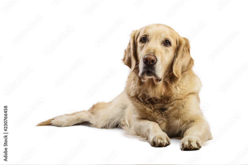 Beautiful Golden Retriever model white background. Dog with captivating and smiling relaxed look in the studio Beautiful Golden Retriever model white background. Dog with captivating and smiling relaxed look in the studio