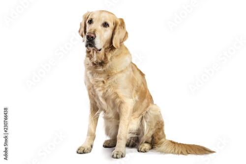 Beautiful Golden Retriever model white background. Dog with captivating and smiling relaxed look in the studio