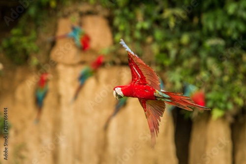 Two red parrots in flight. Macaw flying, green vegetation in background. Red and green Macaw in tropical forest, Brazil, Wildlife scene from tropical nature. Pair of beautiful birds in the forest.