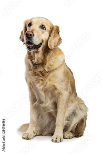 Beautiful Golden Retriever model white background. Dog with captivating and smiling relaxed look in the studio