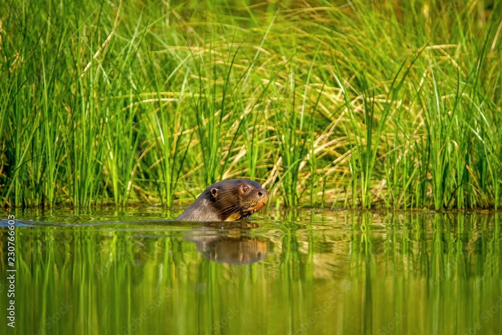 Giant otter (Pteronura brasiliensis) swims in lake in the peruvian Amazon jungle, Peru, green background, natural wildlife scene, watter animal, very inteligent creature, fishing, fish Giant otter (Pteronura brasiliensis) swims in lake in the peruvian Amazon jungle, Peru, green background, natural wildlife scene, watter animal, very inteligent creature, fishing, fish