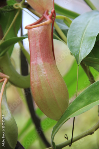 落とし穴式の食虫植物(ニュージーランド)