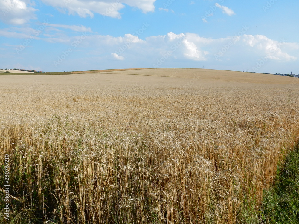 corn fields between Waldbrunn and Eisingen near Wurzburg, Franconia, Bavaria, Germany corn fields between Waldbrunn and Eisingen near Wurzburg, Franconia, Bavaria, Germany
