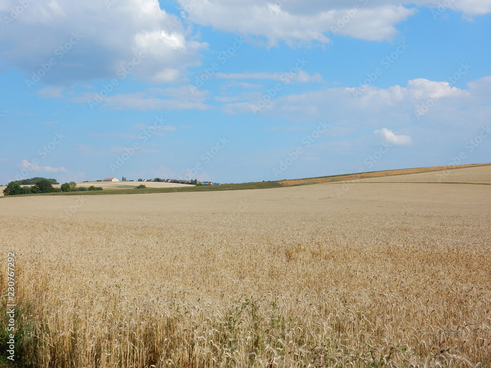corn fields between Waldbrunn and Eisingen near Wurzburg, Franconia, Bavaria, Germany