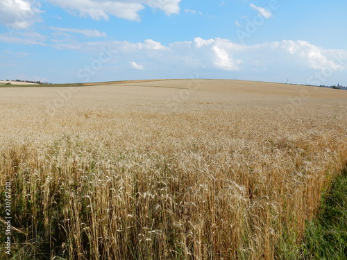 corn fields between Waldbrunn and Eisingen near Wurzburg  Franconia  Bavaria  Germany