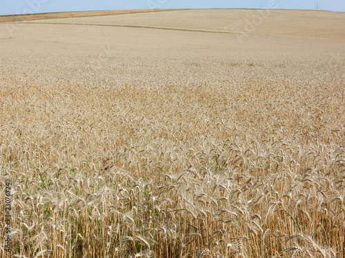 corn fields between Waldbrunn and Eisingen near Wurzburg, Franconia, Bavaria, Germany photo