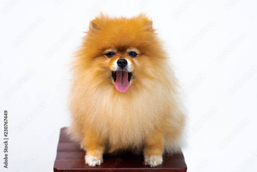 Portrait of puppy pomeranian with tongue out and isolated background Portrait of puppy pomeranian with tongue out and isolated background